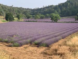 um campo de lavanda com um grande campo de flores em Location de vacances Rians haut Var em Rians