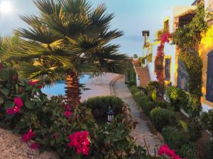a garden with pink flowers and a building at Maison Oualidia Vue sur Mer-Jardins de la Lagune in Oualidia