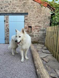 Zwierzęta zatrzymujące się w obiekcie La petite maison d’Orphée