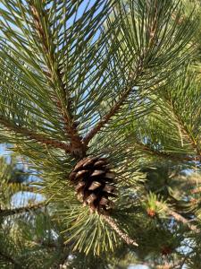 a pine cone on the branches of a pine tree at Apartamenty Pod Sosnami in Sarbinowo