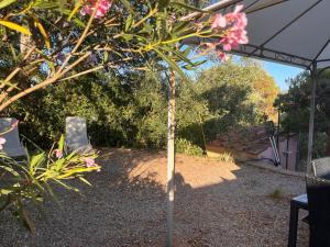 カポリーヴェリにあるAppartamento L'Oleandroの庭のピンクの花の小木