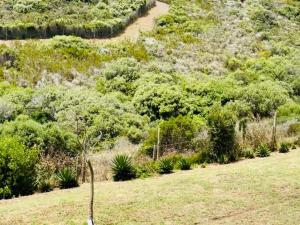 a tree in the middle of a field at Hotel Vibes Cape Town Plattekloof in Cape Town