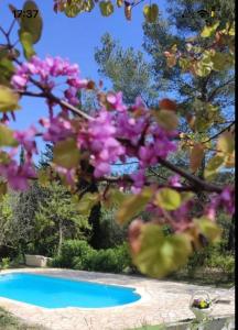 ein Baum mit rosa Blumen neben einem Pool in der Unterkunft Villa avec piscine au calme in Seillans
