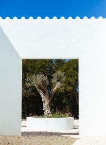 a white building with a tree in the middle at Monte da Fonte in Zambujeira do Mar