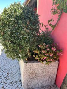 a potted plant sitting on the side of a building at Casa do Lagar - Villa com piscina in Carvalhais