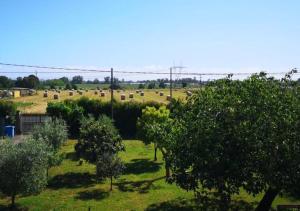 a view of a field with a herd of animals at Eco House San Michele in San Michele