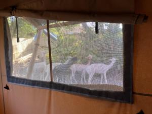 Okno z trzema lamami stojącymi na nim w obiekcie Lion King Safari Tent w mieście Tenby