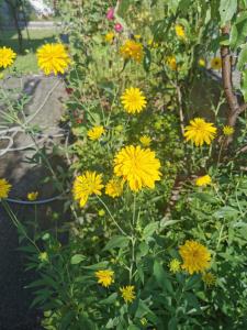 Ein paar gelbe Blumen im Garten. in der Unterkunft Evangelias House! in Stavros