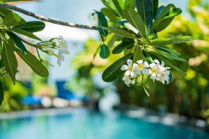Coco Island Villa外面的花园