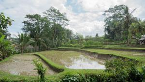 a rice field in the middle of a village at The Sebali Resort in Ubud