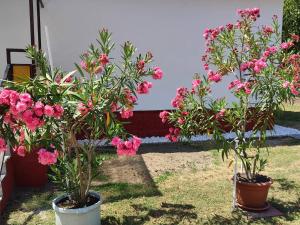 Vonkajšia záhrada v ubytovaní Rákos-patak Family House Garden & Free Parking