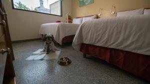 a dog sitting on a mat in a room with two beds at Hotel Urban Express in Villahermosa