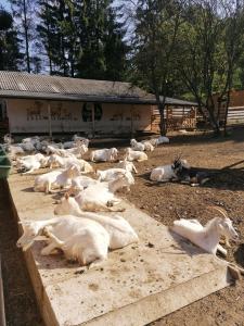 un troupeau de chèvres pondant sur le sol devant un bâtiment dans l'établissement Хостел Васкул, à Kvasy