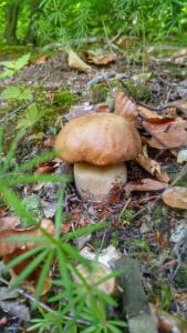 Foto dalla galleria di Vila Lapušnja - najam cele vikendice a Krivi Vir