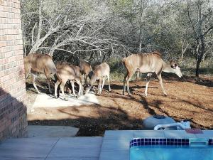 Zvířata v prázdninového domu nebo okolí