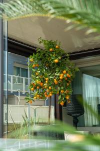 Zahrada ubytování Hotel Orchidea