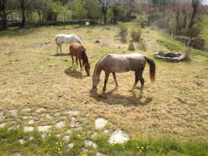 un groupe de chevaux paissant dans un champ dans l'établissement Gîte de Navacelles, à Blandas