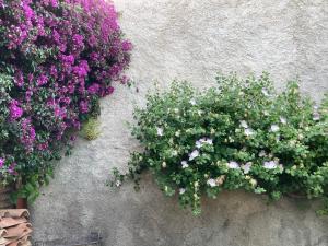 A garden outside L'Antico Borgo