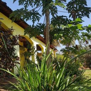 una palma di fronte a una casa di Pousada Peruaçu & Restaurante a Fabião