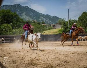 Zwei Reiter jagen eine Kuh bei einem Rodeo in der Unterkunft BELMONTE RANCH in Belmonte Castello