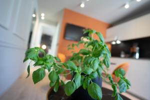 uma planta num vaso sentado numa mesa em Prestige studio apartment em Rovinj