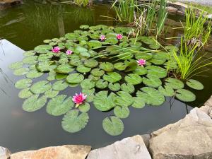 un étang avec des nénuphars verts et des fleurs roses dans l'établissement Gniazdko Pod Lipą, à Andrychów