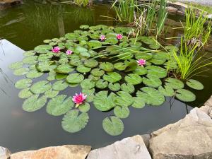 アンドリフフにあるGniazdko Pod Lipąの緑のユリの花とピンクの花が咲く池