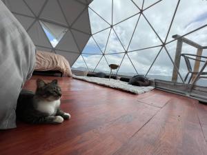 a cat laying on the floor in a dome tent at Glamping Wayra in Guatavita