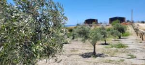 Fotografie z fotogalerie ubytování Zeytinycesme l Tiny Houses & Farm l Çeşme v destinaci Cesme