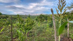 ein Feld mit Bäumen und Pflanzen auf einem Feld in der Unterkunft Finca San Pedro in Barichara