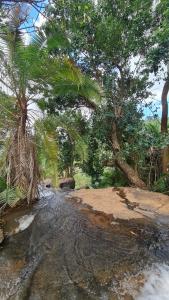 a dirt road in a forest with palm trees at Steven and Dayness homestay in Lushoto