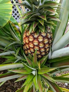 a pineapple growing on top of a plant at Hilo Luxury Suite in Hilo