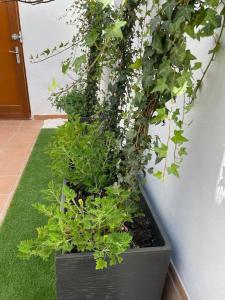 A garden outside Villa para disfrutar en el Valle Golf Resort