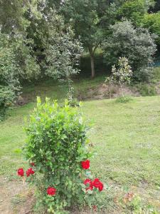 une brousse avec des roses rouges dans un champ d'herbe dans l'établissement La demeure de Bysance, à Mézières-sous-Lavardin