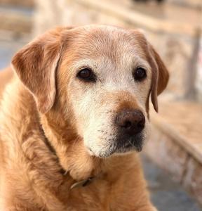 a brown dog is looking at the camera at Symi . VILLA CALME (Sur la Mer). in Symi