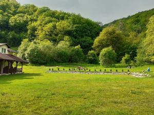 a field with a group of birds in the grass at INTRE CASCADE in Baia de Arieş