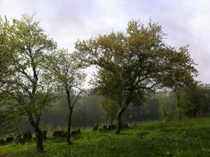 Príroda v okolí apartmánu
