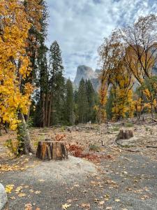 a tree stump in the middle of a field at Yosemite Escapes - Pine Mountain Lake in Groveland