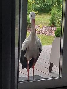 a bird standing in front of a window at Brīvdienu māja ar Saunu in Saulkrasti