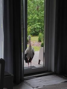 un pájaro parado frente a una puerta en Brīvdienu māja ar Saunu, en Saulkrasti