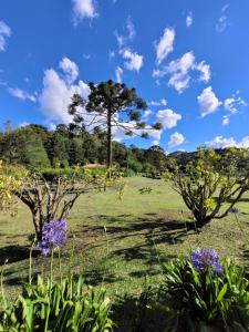 twee bomen in een veld met paarse bloemen bij Recanto da Natureza- Chalé in Gonçalves