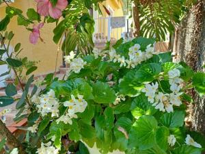 A garden outside VILLA FALCONERA APARTAMENTS, GANDIA a las faldas de la montaña