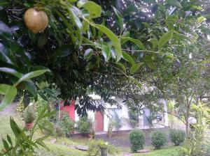 Zahrada ubytování Riverbench Homestay Munnar, Anaviratty