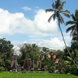 a palm tree and houses in a field at Toraja ManuBackPacker in Rantepao