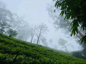 a misty green hill with trees on it at Niwasa House in Hatton