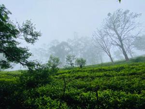 a foggy field with trees in the background at Niwasa House in Hatton