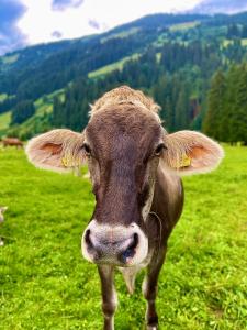 una vaca marrón parada en un campo de hierba en Haizelrock, en Kirchberg in Tirol