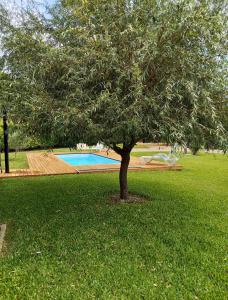 ein Baum im Gras neben einem Swimmingpool in der Unterkunft Casa da Lo in Viana do Castelo