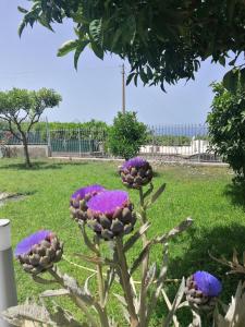 a plant with purple flowers on the grass at La Casa di Pitti in Anacapri