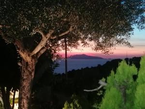 a tree with the sunset in the background at La Casa di Pitti in Anacapri